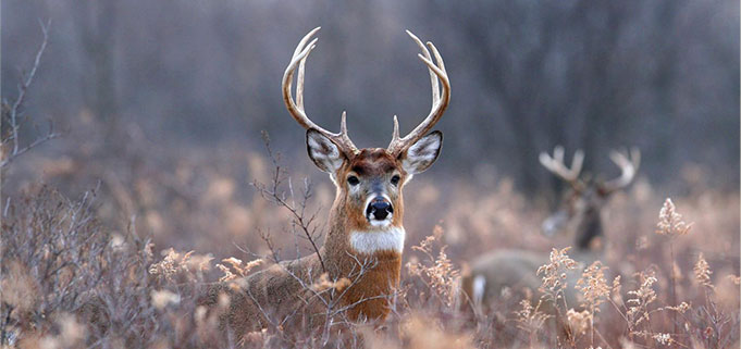 Manage Your Land for Whitetail Deer Hunting