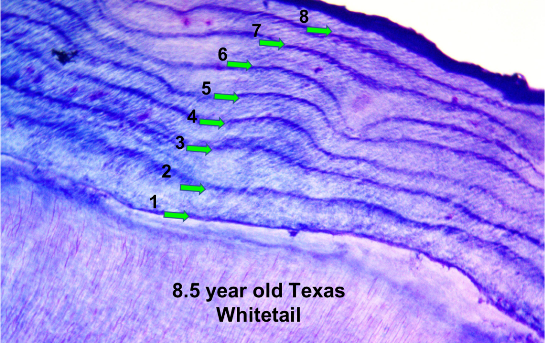 Cementum Annuli for Whitetail Deer Aging