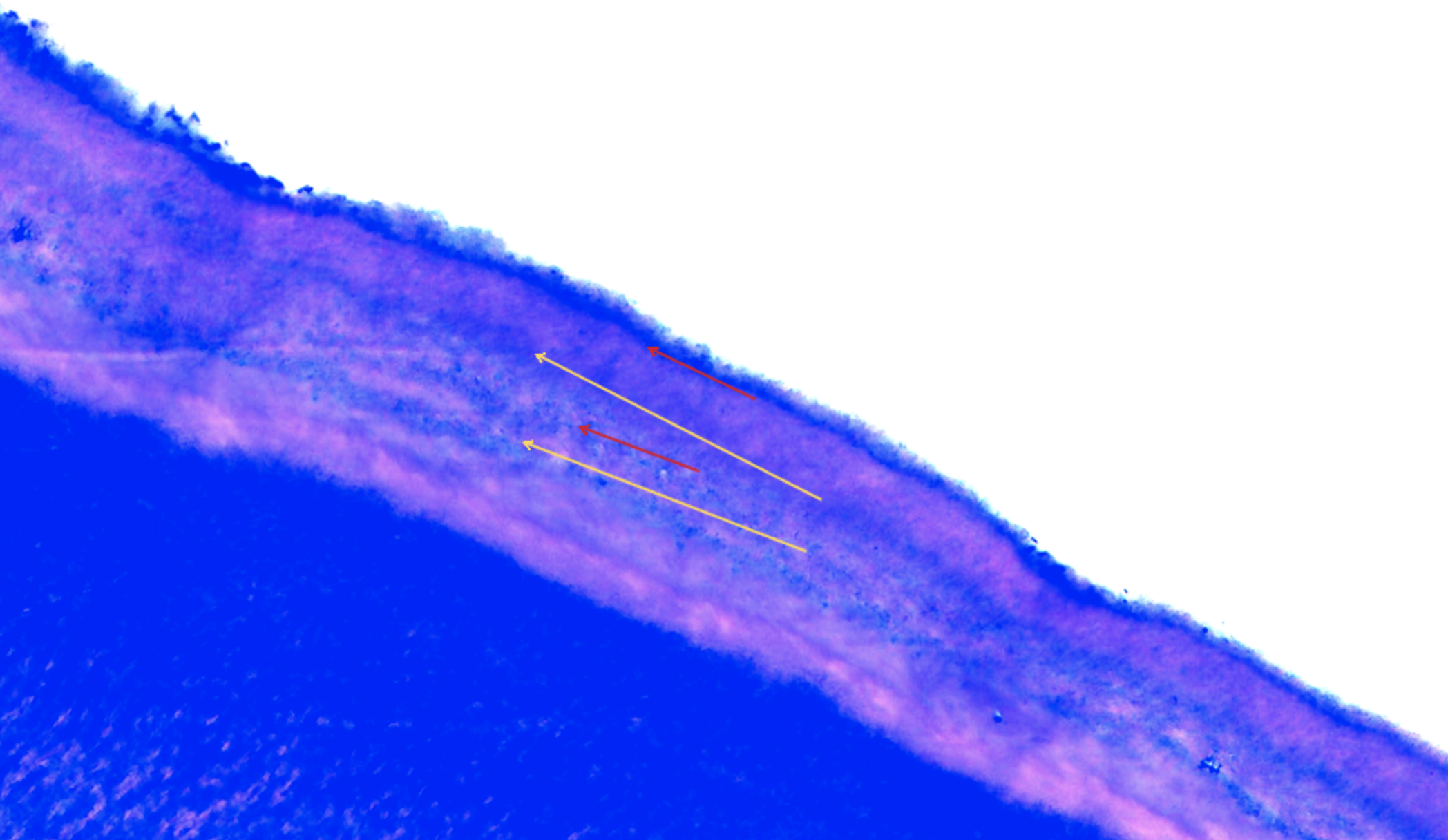 Microscope slide showing intermediate lines